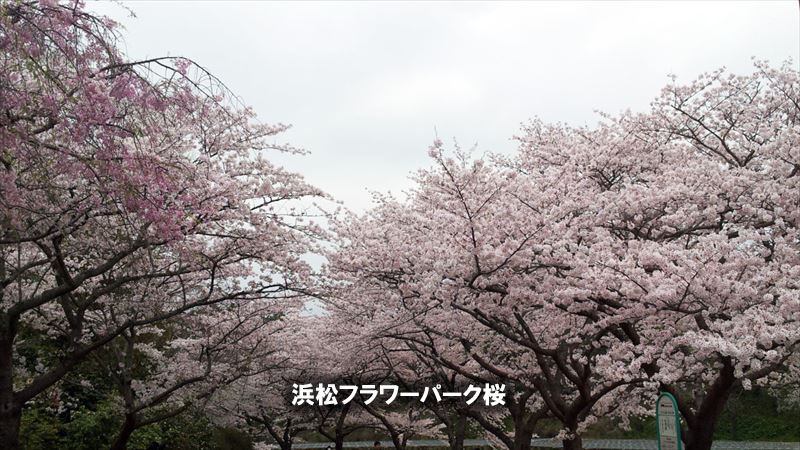 浜松フラワーパークの桜